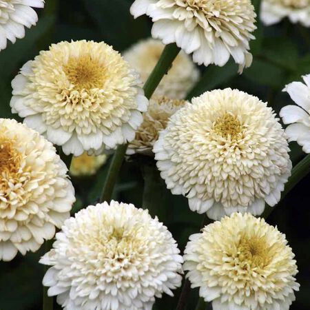 Zinderella White, Zinnia Seeds - Packet image number null